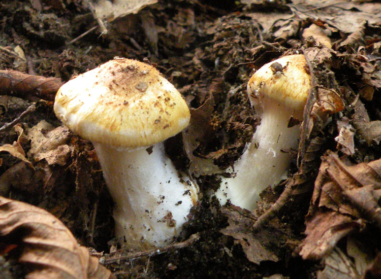 Cortinarius dalle colline reggiane